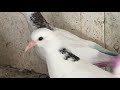 #Pigeons.Поилка для голубей и атака балобана.