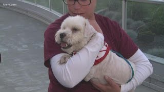 Bark in the Park Parade (09-12-18)