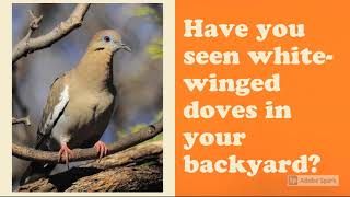 Western White Winged Doves