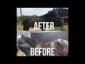 WHAT I FED MY THOROUGHBRED TO GAIN MUSCLE AND WEIGHT