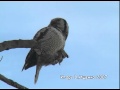 ястребиная сова поедает полёвку