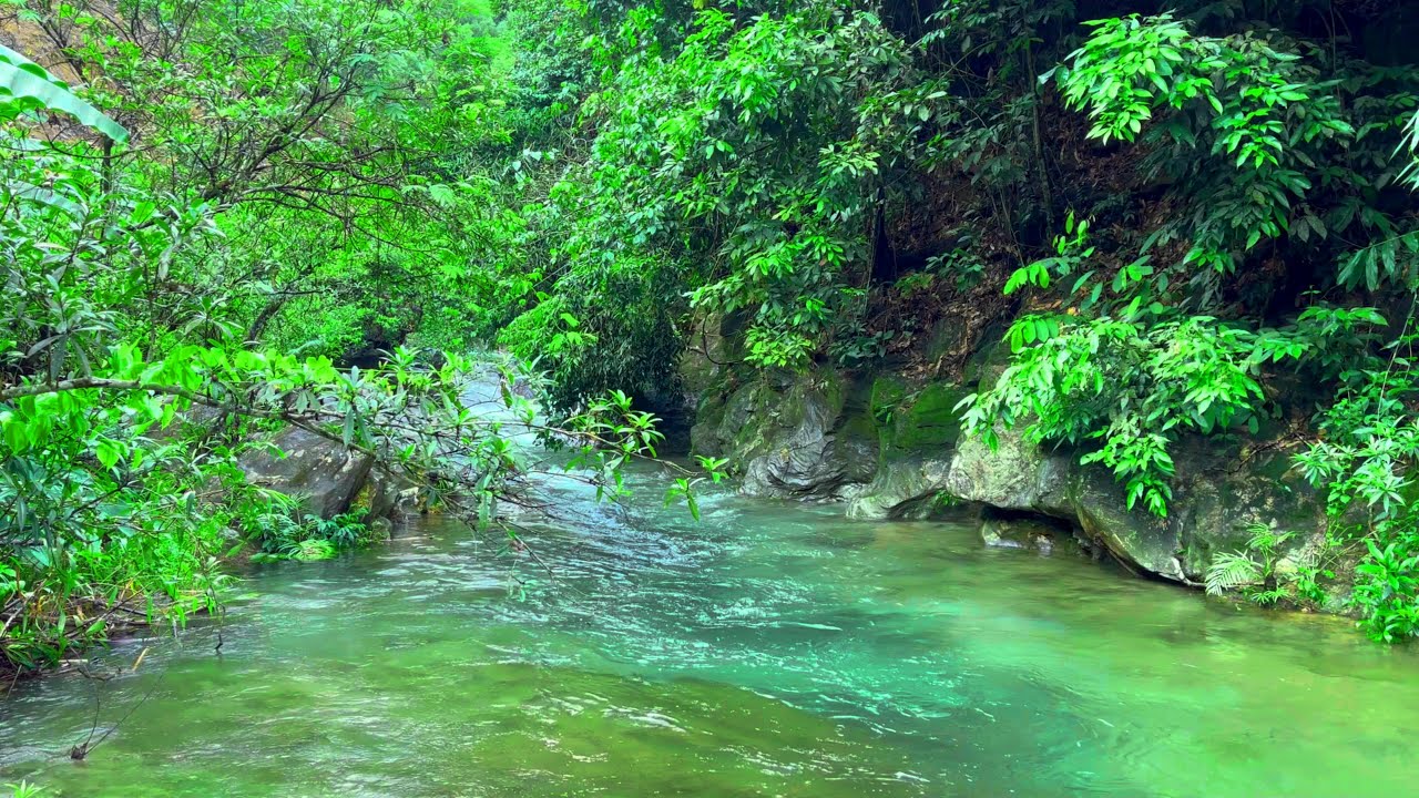 Relaxing Forest Nature Sounds, Peaceful Forest Stream with Bird Songs, Forest Ambience ASMR