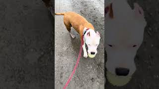 Dali_amStaff🐶🧡👑#хулиганкасхвостиком#🫰 #суперсобака #преданность#