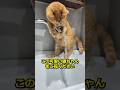水が飲みたかった可愛い猫