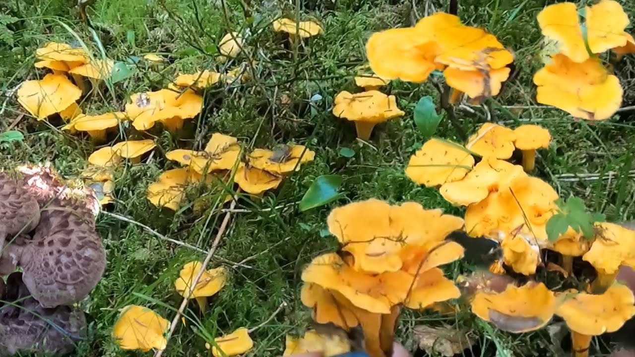 #33เก็บเห็ดส่งลูกค้าดอกสวยๆออกเป็นกลุ่มๆไม่มีใครเก็บเร็วกว่าเราแล้วจ้าคลิปนี้สุดๆ13.08.23