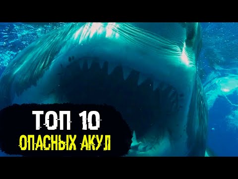 TOP 10 MOST DANGEROUS SHARKS IN THE WORLD / PART 2
