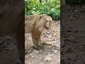 Wildlife monkeys 🐒😂🎄🐒 #Shorts #ViralVideo #Trending #CuteAnimals #wildlife #MonkeyShorts