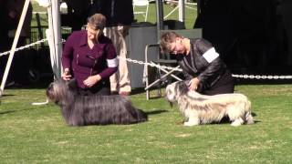 Palm Springs Kennel Clug Dog Show 1916 Skye Terriers