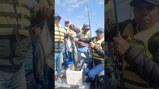 Buenas Capturas mounstros atuncitos