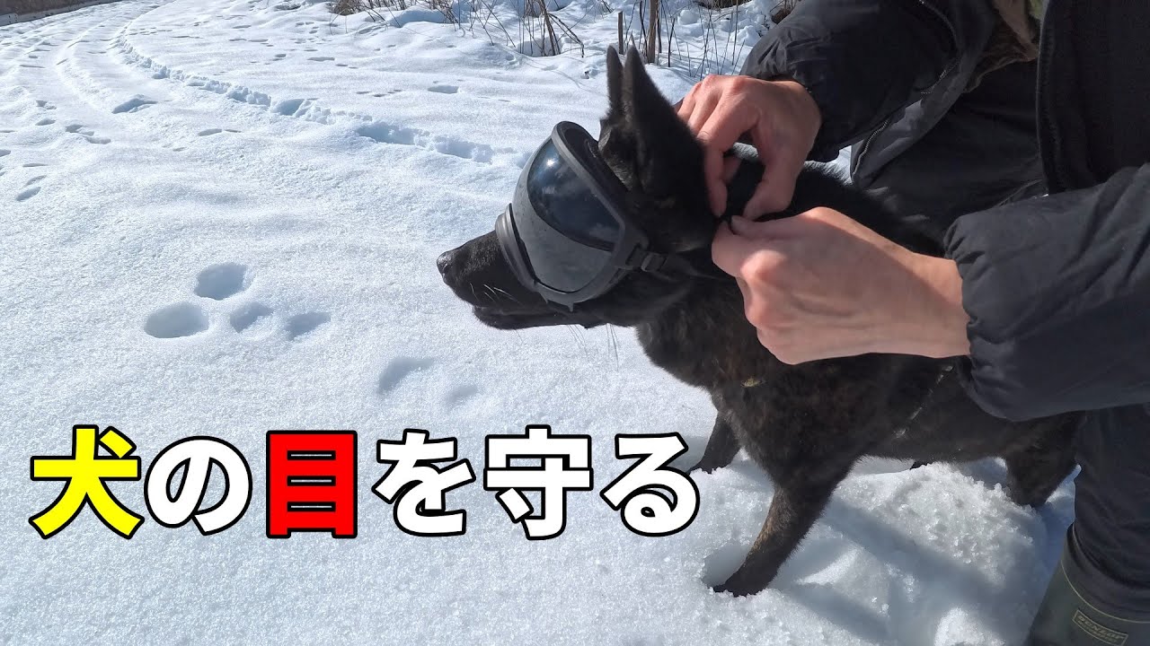 【甲斐犬】紫外線が犬にもヤバいらしい【ゴーグル】