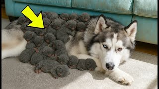 видео: Собака из приюта родила щенков, но, когда ветеринар увидел их, закричал! картинка: Собака из приюта родила щенков, но, когда ветеринар увидел их, закричал!