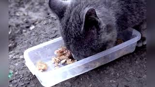 Providing for the Needy Cats in Ukraine A Story of Love