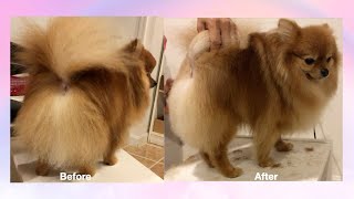 How to Groom a pomeranian dogs tails stepbystep