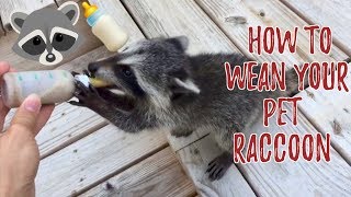 How to Wean a Pet Raccoon screenshot 4