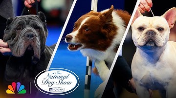 Best Moments of the Show | 2025 National Dog Show Presented by Purina | NBC