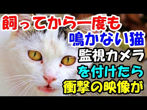 飼ってから一度も鳴かない猫 不安になり監視カメラをつけたら 映っていたものに驚愕 猫の不思議な話 朗読 Youtube