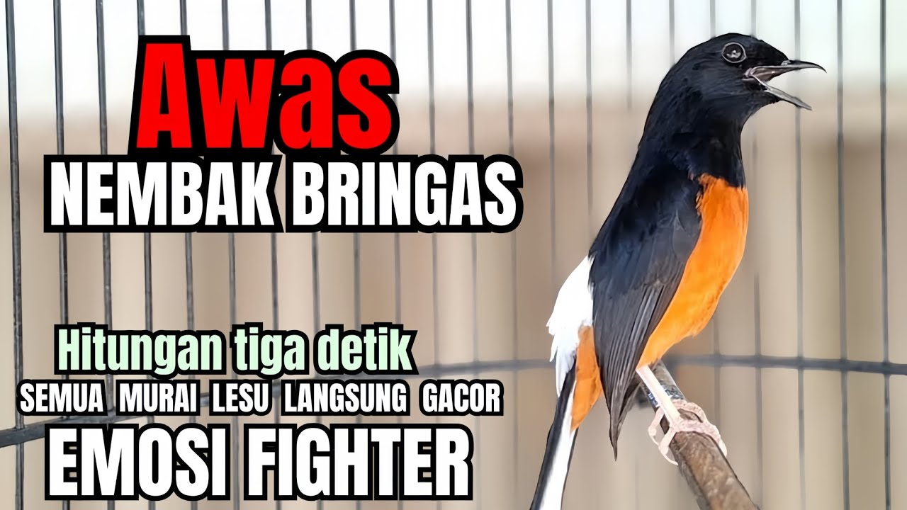 PANCINGAN Murai Batu FIGHTER BONGKAR ISIAN KASAR !! murai batu malas bunyi langsung  GACOR ISIAN