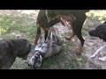Mastiff/Pit Protects Puppy at Dog Park