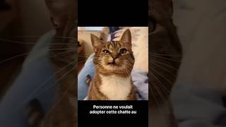 Cette chatte au visage déformé a attendu 9 mois avant de trouver l’amour ❤️@Miaou59 #Chat #Short