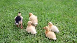 I Will Praise Your Name