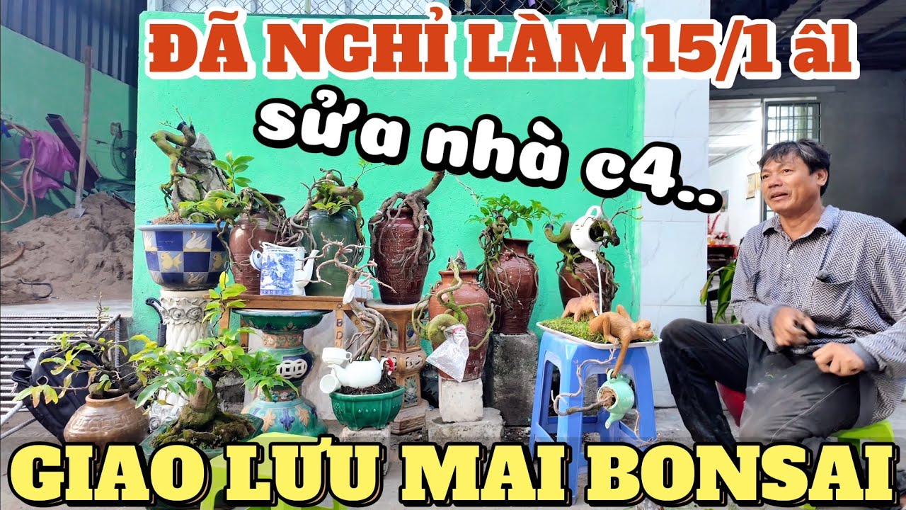 Nghỉ Làm 15/1 ÂL Út Sửa Mai Chạy Khắp Nơi Kiếm Tiền Sửa Nhà Cấp 4 Mục Nát hướng dẫn chăm mai sau Tết