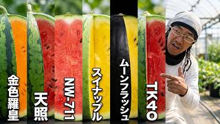 Giant Watermelon 2026: 6 New Varieties & Secret Weapon TK40 #1