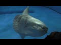 マンボウのお食事タイム (アクアワールド茨城県大洗水族館) 2017年10月21日