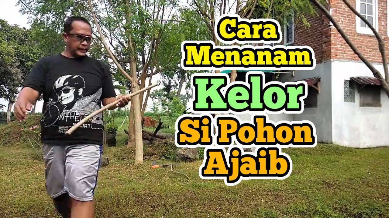 CARA MENANAM POHON KELOR DARI BATANG YouTube