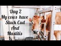 MY JERSEY COW HAS MASTITIS || MY JERSEY COW HAS DIGESTION ISSUES || HOMESTEADING ADVENTURES