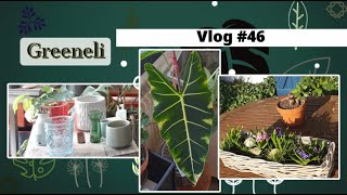 Vlog plantes#46 - haul cache-pots; updates micholitziana; enfin dans le jardin! (fév 2024)