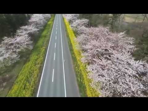 秋田県大潟村　桜と菜の花　空撮