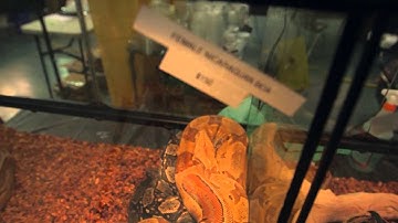 The Python Invasion Project: Snake Breeder