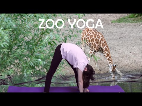 Yoga Zoo Adventure: Animal Poses and Games for Malaysia | Ubuy