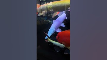 hồ cá săn mồi cộng đồng #casanmoi #casauhoatien #haituong #hongvy #hoangbaoyen #locbong