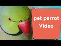 pet parrot#video