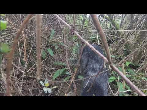 ტყის ქათამი 18 01 2020