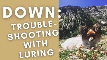Teaching Your Dog Down with Luring - Troubleshooting