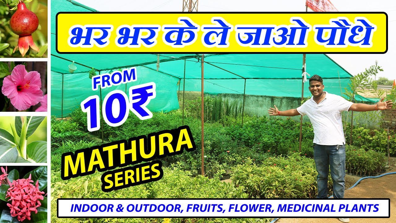 मथुरा की सस्ती नर्सरी Cheapest Plants Nursery in Mathura Vrindavan Plants at Wholesale Rates
