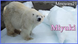 ホッキョクグマ　みゆきのおやつタイム　王子動物園