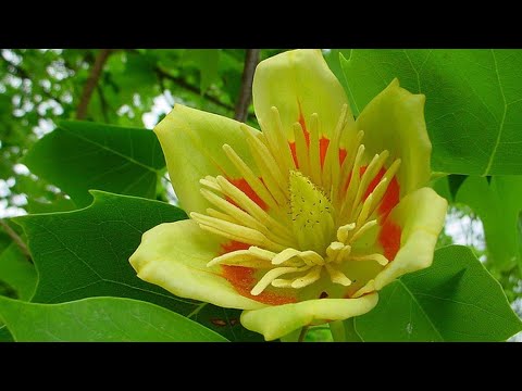 Video: Drvo Vretena Sa širokim Listovima