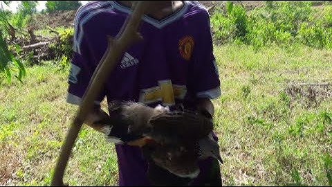 Awesome Quick Bird Trap Using Branches Make By Smart Boy - How to Make Bird Trap W