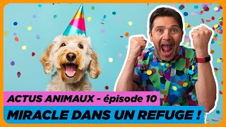 TOP 5 des bonnes nouvelles pour les animaux pour commencer 2024