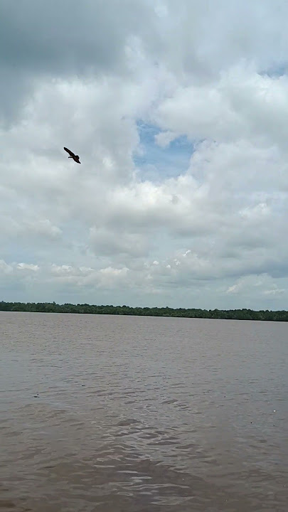 Indahnya perpaduan suara burung elang dan walet