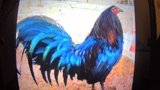MEXICAN CHICKEN GAMEFOWL OGBLACK SPECIAL screenshot 1