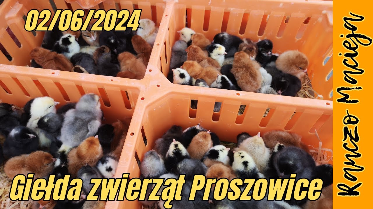 Giełda zwierząt Proszowice 02.06.2024 #389 [4K]
