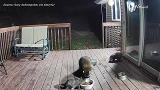 Security Camera Captures Raccoon Stealing Cat's Food From Deck