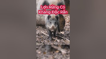 Lợn Rừng Có Kháng Được Nọc Của Rắn Độc Không? #shorts