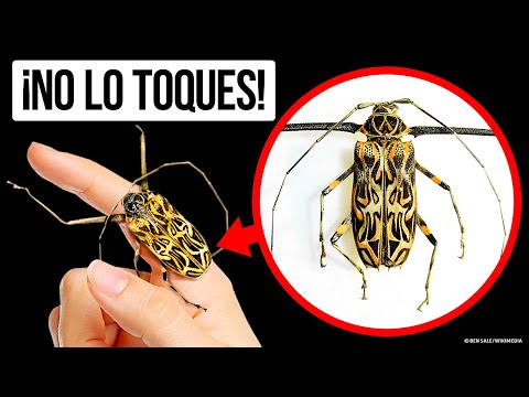 Video: Escarabajo De Hoja Viburnum Insaciable