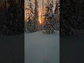 SIBERIAN FORESTS / СИБИРСКИЙ ЛЕС
