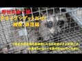 ※グロ注意※　野性を食べ隊！害獣スイーパーダース！害獣捕獲大作戦！！アライグマ編